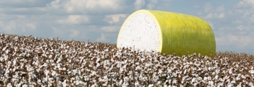 Faturamento da safra de algodão tem recorde histórico na Bahia