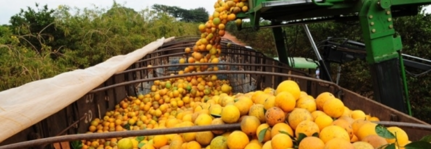 Maior demanda impulsiona preços da laranja