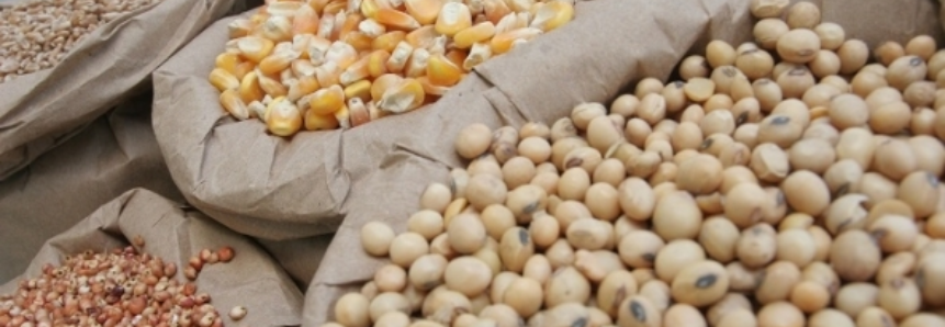 IBGE projeta queda de 21 milhões de toneladas para colheita de grãos