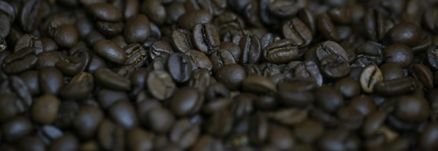 Trégua no clima favorece manejo da florada do café para colheita de grãos de qualidade