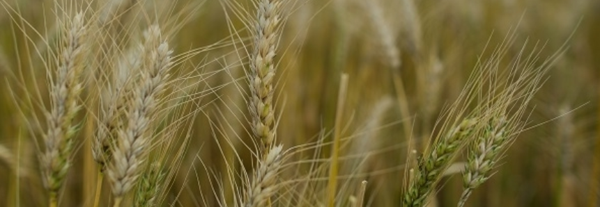 Novas regras ameaçam importação de trigo paraguaio pelo Brasil