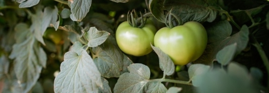 Tomate: Calor acelera colheita em Mogi Guaçu (SP)