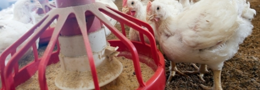 Estabilidade na granja e queda de preço no atacado no mercado de frango