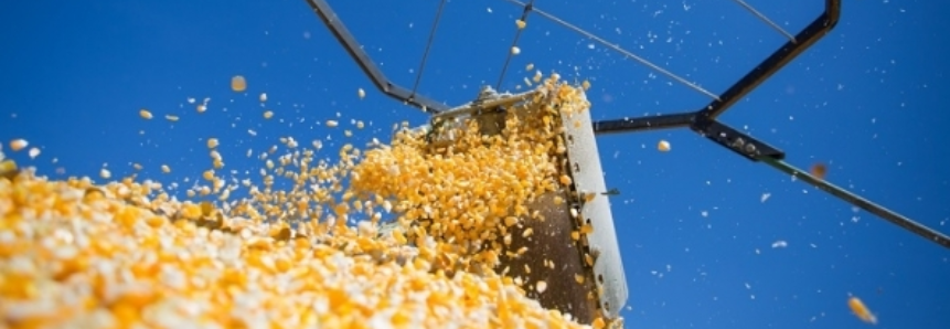 Produção de milho safrinha bate recorde com mais de 800 mil toneladas colhidas em RO
