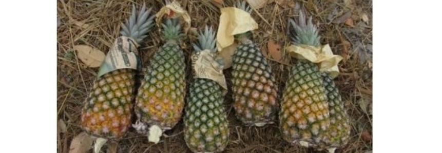 SENAR ministra palestra sobre padronização do abacaxi na Expoema