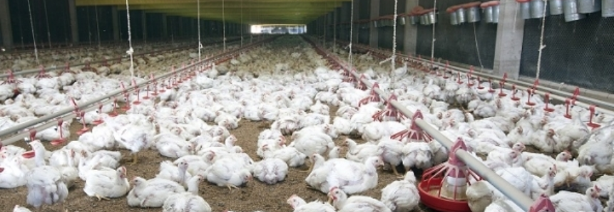 Ação deve gerar mais de US$200 milhões em exportações para avicultura