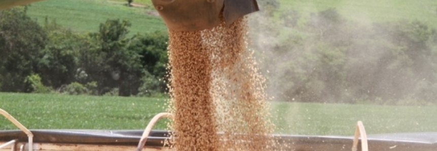 Deral: área de soja avançou 1 milhão de hectares em uma semana