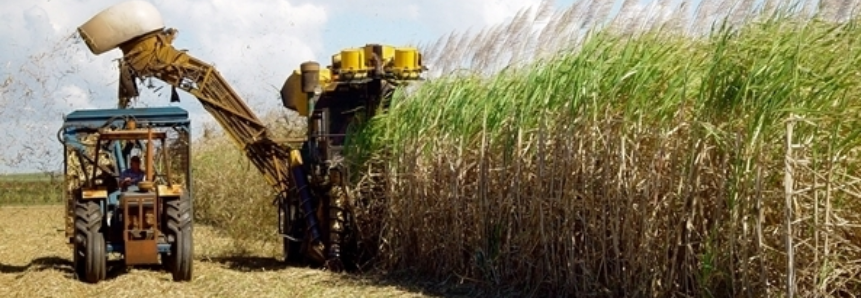 Açúcar: Chuvas paralisam atividades no campo e preços iniciam mês em alta