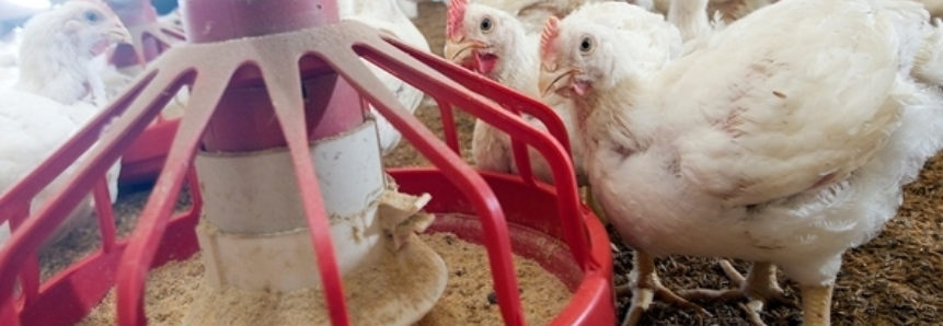 Recuperação dos preços do frango na granja e no atacado