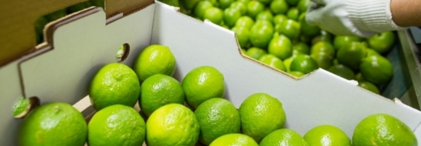 Pernambuco recebe autorização para exportar frutas cítricas