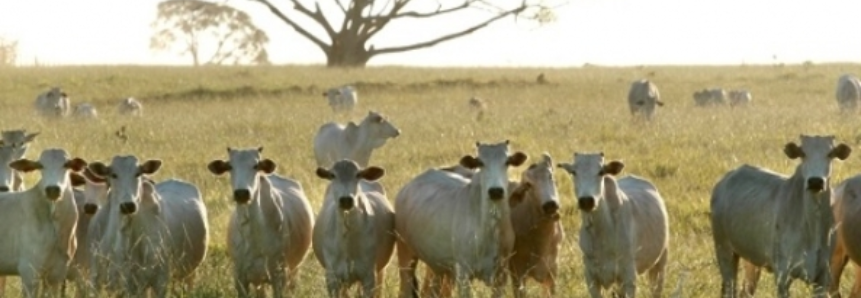 Exportações de carne bovina brasileira crescem 17% em setembro