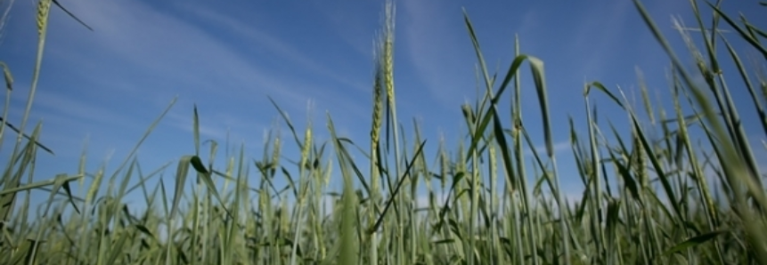 Clima prejudica produção de trigo em Santa Catarina
