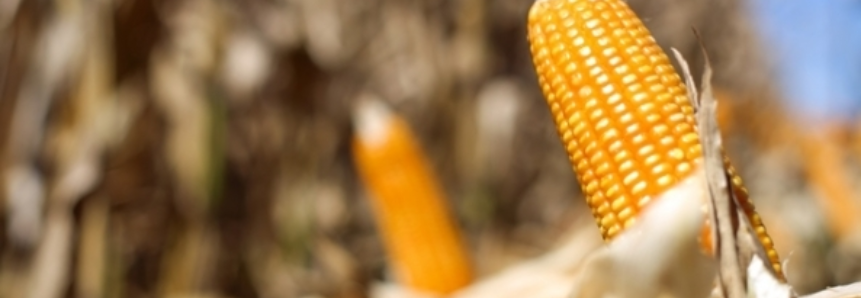 USDA reporta a venda de 195 mil toneladas de milho para destinos desconhecidos