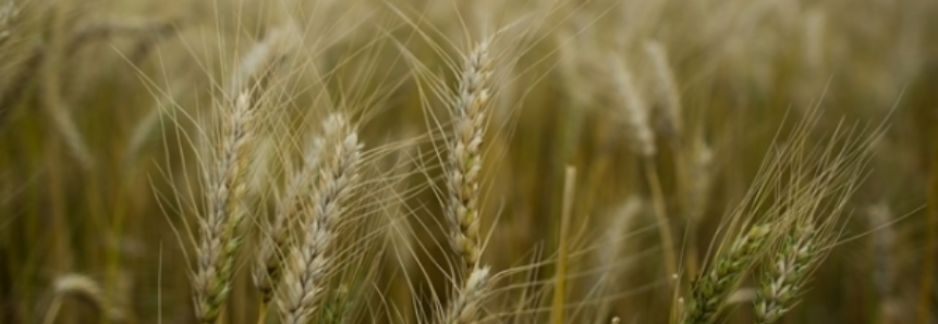 Cultura do trigo se encaminha para final do ciclo no RS
