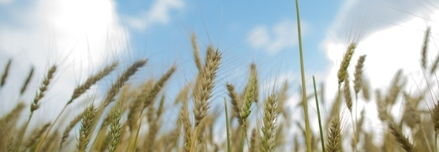 Climatempo: Colheita do trigo avança nas áreas produtoras