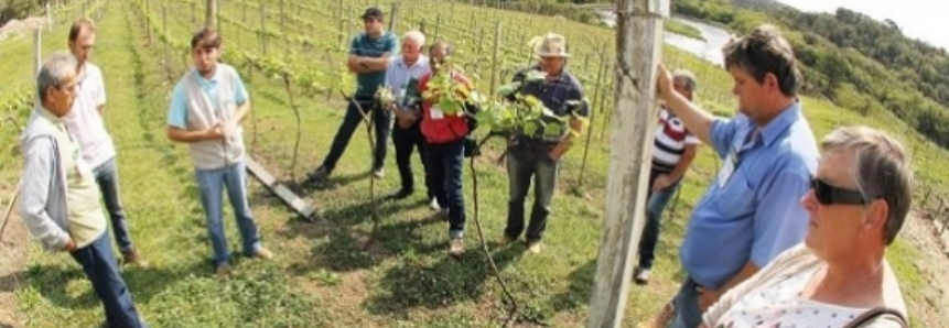 Projeto do SENAR-PR visa recuperar a viticultura em São José dos Pinhais