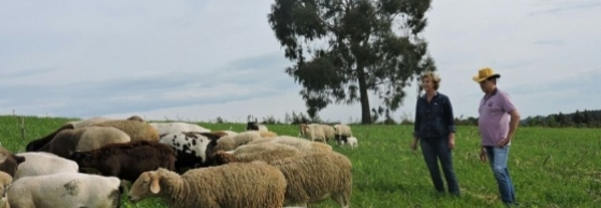 Incentivo à ovinocultura de corte em Santa Catarina