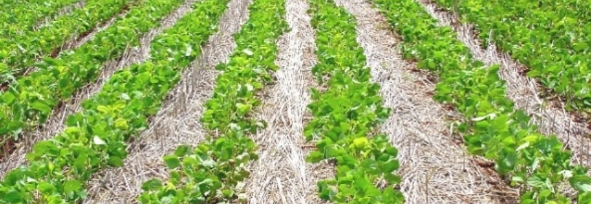 USDA: Vendas de soja da safra velha dos EUA ficam acima do esperado e acumulado passa de 60 mi