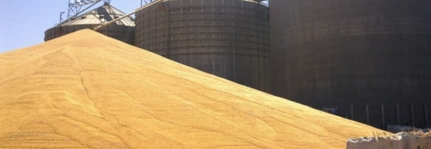 CONAB anuncia novos leilões de milho para garantia de preços ao produtor