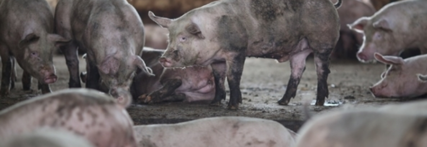 Quedas nos preços do suíno na granja e no atacado em São Paulo