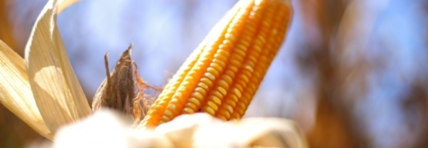Produtores de milho de Mato Grosso exercem mais de 90% das opções leiloadas pelo governo
