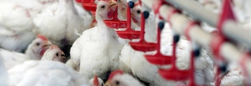 Exportação de frango cresce 0,2% em setembro para 387,5 mil toneladas