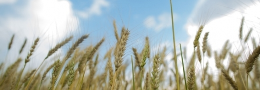 USDA reduz estoques, mas aumenta área de trigo