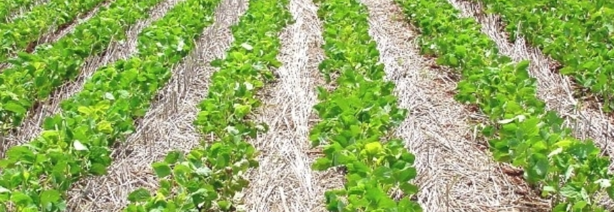 USDA: Colheita da soja nos EUA evolui bem e já alcança 22% da área
