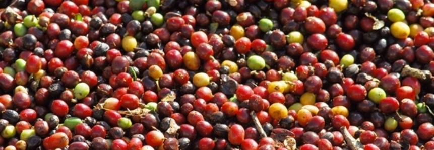 Brasil exportou 21% menos café em setembro, segundo MDIC