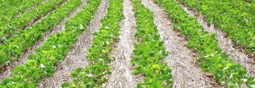 USDA reporta venda de 132 mil t de soja e mais de 500 mil t de milho
