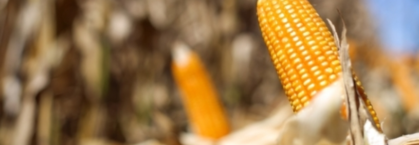 Estoques de milho e soja dos EUA atingem máximas, mas ficam abaixo das previsões