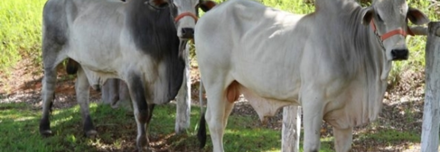 Mato Grosso do Sul mantém 4º lugar em rebanho bovino no País