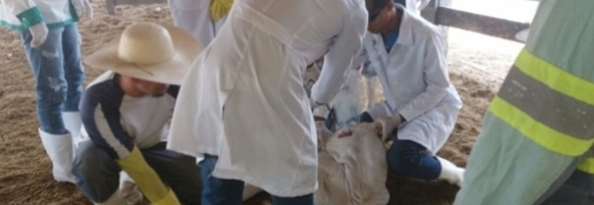 SENAR Tocantins capacita profissionais para Vacinação contra Brucelose em Araguatins