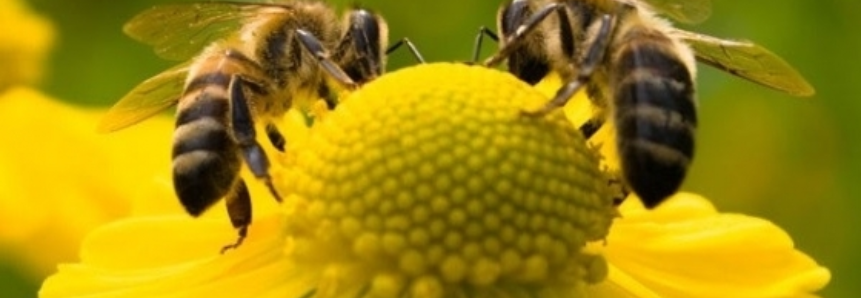Manejo e qualificação são fatores primordiais para o sucesso da apicultura