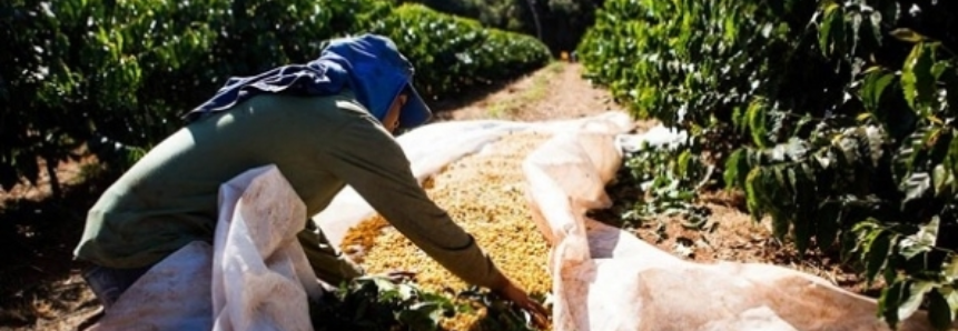No Paraná, colheita de café chega ao fim em toda a área cultivada, diz o Deral