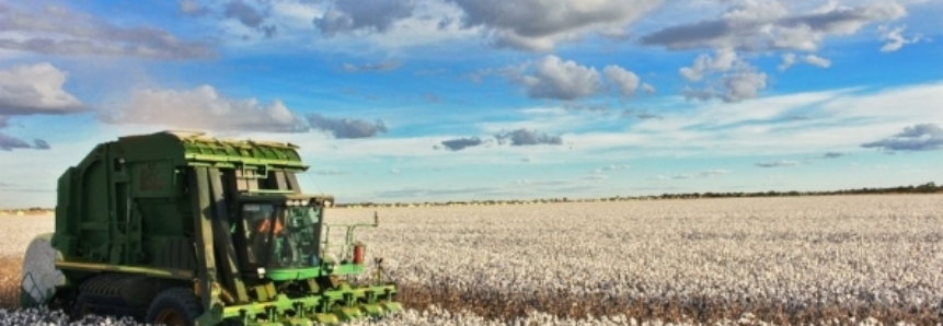Agricultores confirmam recorde de produção de algodão na Bahia