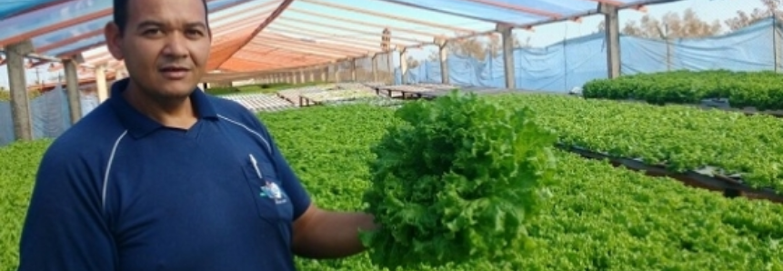 Hortifrúti Legal: agricultor investe em hidroponia e registra faturamento bruto acima de R$ 30 mil