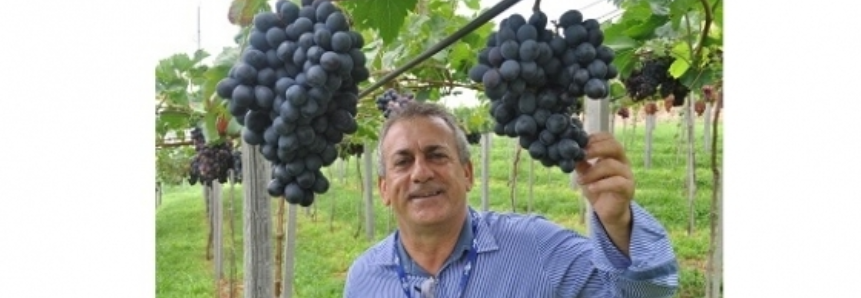 Mercado de uva se abre para novas oportunidades de negócios