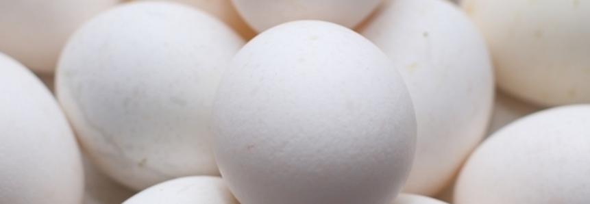 Produção de ovos de galinha cresce 3,3% no 2º trimestre