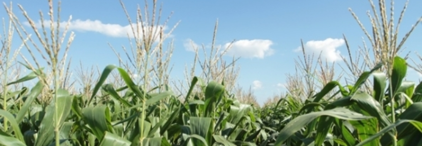 Produtores gaúchos já plantaram 34% da área prevista de milho