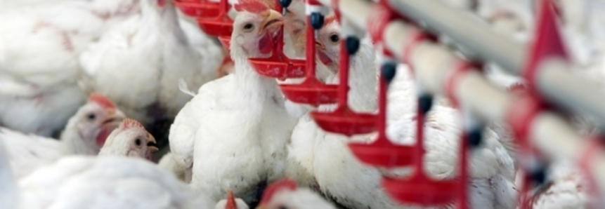 FAO: persiste a estabilidade no preço da carne de frango