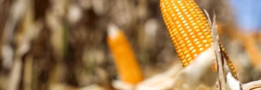 EUA vendem 1,05 milhão de toneladas de milho da safra 2017/18 na semana, diz USDA