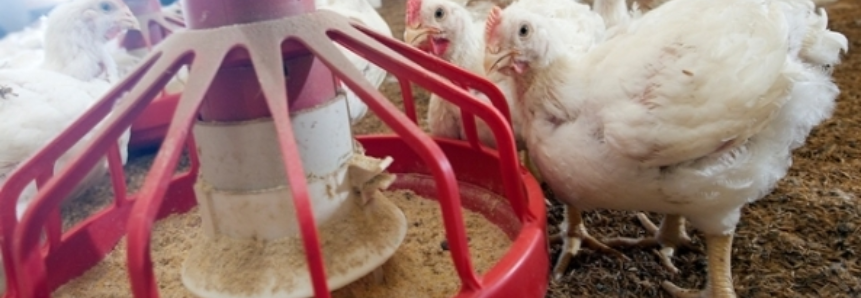 Brasil abate 1,43 bilhão de frangos no 2º trimestre, revela IBGE