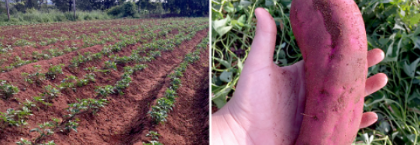 Após orientação técnica, agricultor de MS produz 700 kg de batata-doce por semana