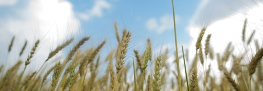 Clima prejudica safra de trigo no Mercosul