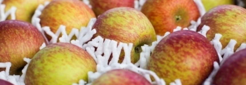 Índia autoriza importação de maçã fresca de Santa Catarina