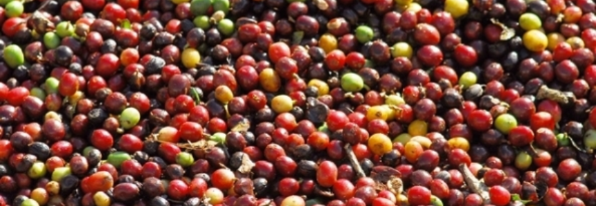 Produção mundial de café cresceu de 124 milhões para 159 milhões de sacas na última década