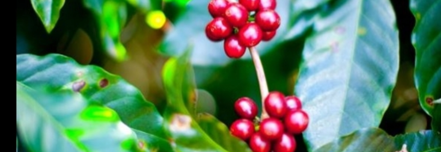 No Noroeste do Espírito Santo, 95% dos produtores encerram a colheita de café