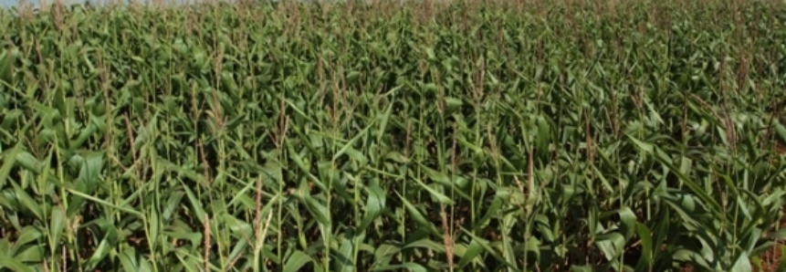 Colheita de milho safrinha atinge 86% da área no Paraná, diz Deral