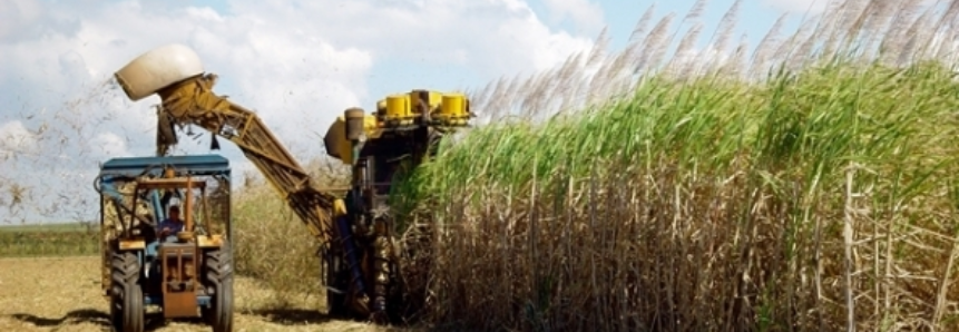Produção brasileira de cana-de-açúcar pode chegar a 646 milhões de toneladas